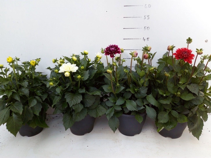 <h4>336 DM : P19 Dahlia mix kleuren "Dahlina Maxi"</h4>