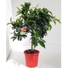 Citrus reticulata 'Clementine'