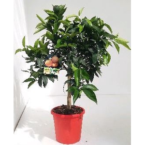 Citrus reticulata 'Clementine'