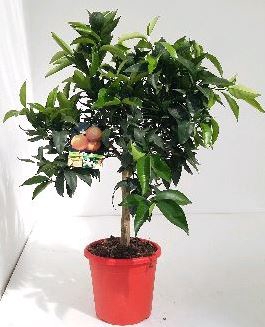 <h4>Citrus reticulata 'Clementine'</h4>