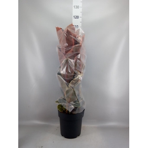 Ficus elastica 'Belize'