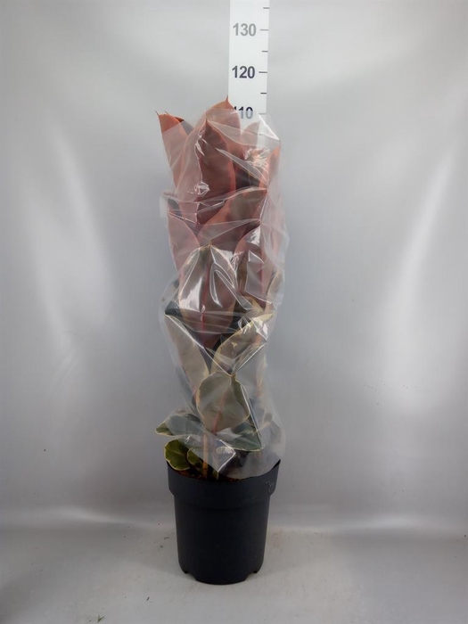 <h4>Ficus elastica 'Belize'</h4>