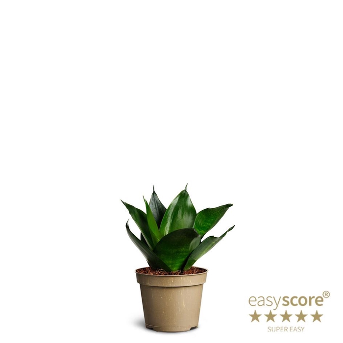 <h4>SANSEVIERIA TRIFASCIATA</h4>
