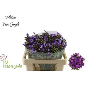 PHLOX P VAN GOGH