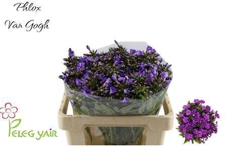 <h4>PHLOX P VAN GOGH</h4>