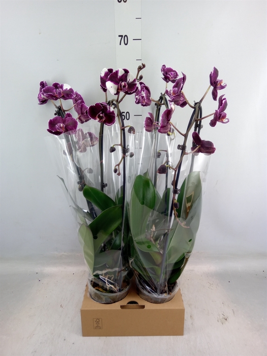 <h4>Phalaenopsis  'Elegant Cascade'</h4>