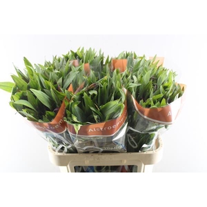 Alstr Hiphop (oranje)