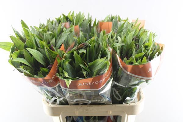 <h4>Alstr Hiphop (oranje)</h4>