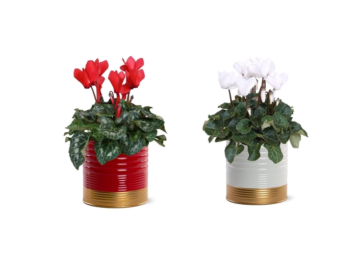 <h4>Collectie "Natural Bubble" Cyclaam in zinken pot Nola kerst</h4>