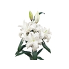 LIRIO ROSELILY ANGELA 080 CM DOBRADO HT MIN 2 FLS BRANCO