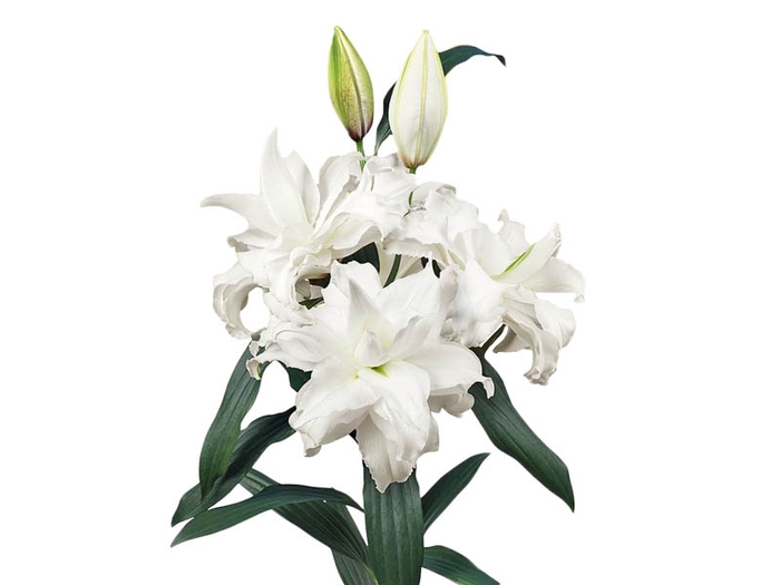 LIRIO ROSELILY ANGELA 080 CM DOBRADO HT MIN 2 FLS BRANCO