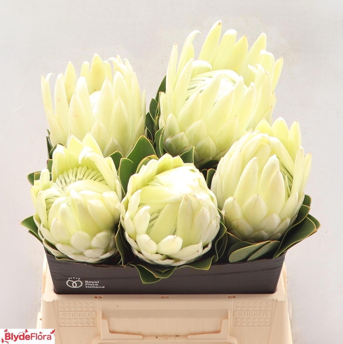 <h4>PROTEA CY MR FARMER</h4>