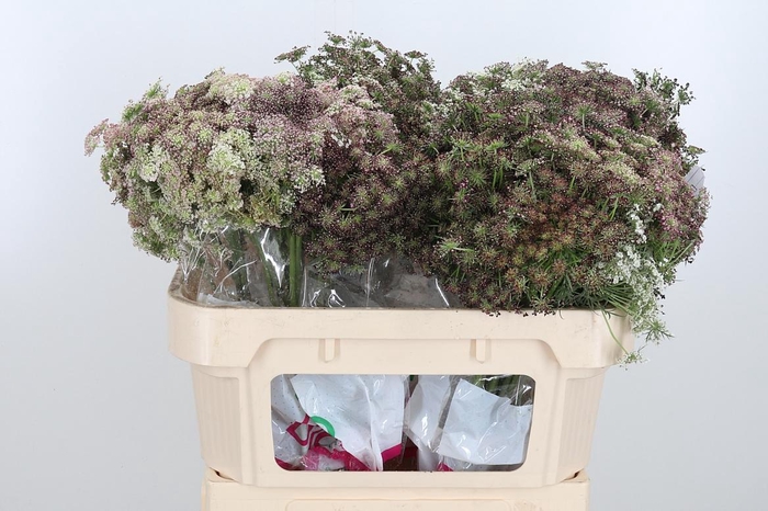 <h4>Daucus Carota</h4>