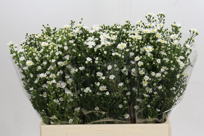 <h4>Aster Paquita</h4>