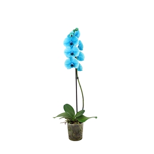 Phal I Am Ocean Blue 1T9+