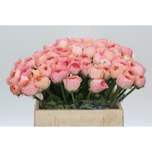 Ranunculus Clooney Venere Extra