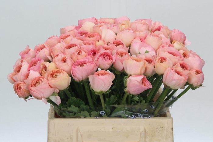 <h4>Ranunculus Clooney Venere Extra</h4>