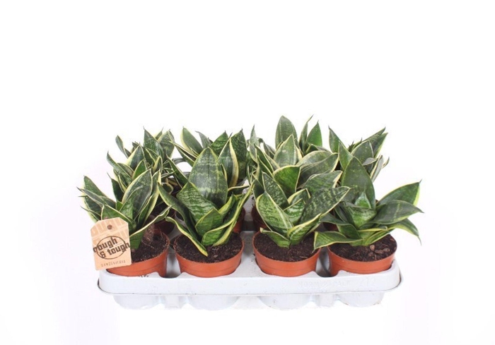 <h4>Sansevieria Golden Hahnii</h4>