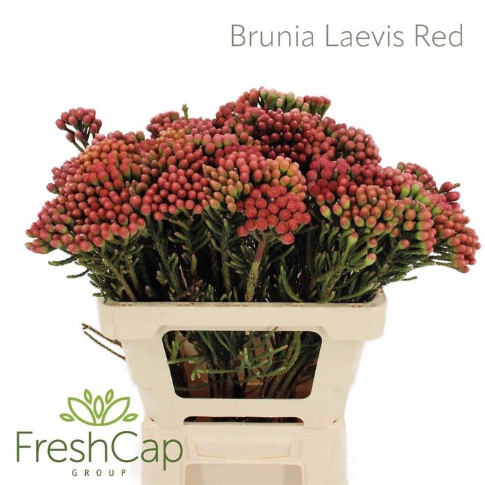 <h4>Brunia laevis   ...red</h4>