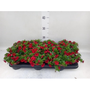 Calibrachoa  'Minifam Super Red'