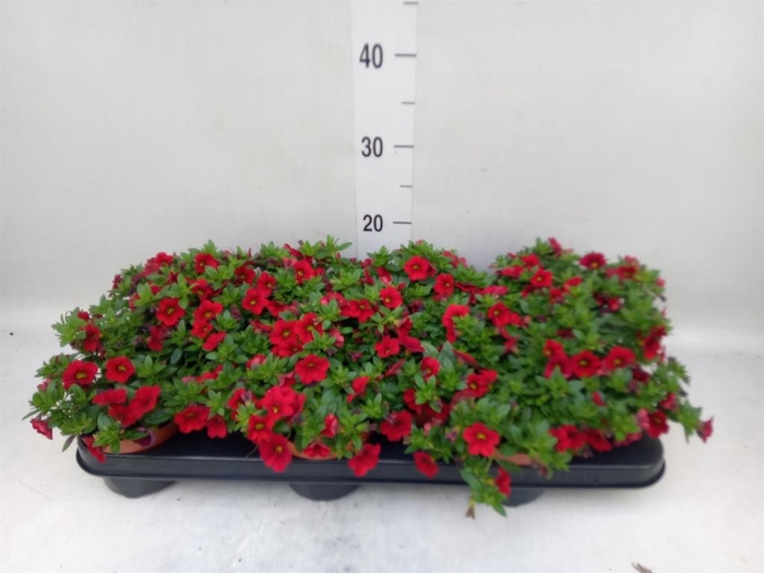 <h4>Calibrachoa  'Minifam Super Red'</h4>