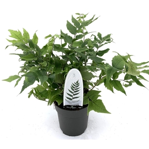 Cyrtomium fortunei clivicola