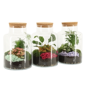 Arr.   Planten H%