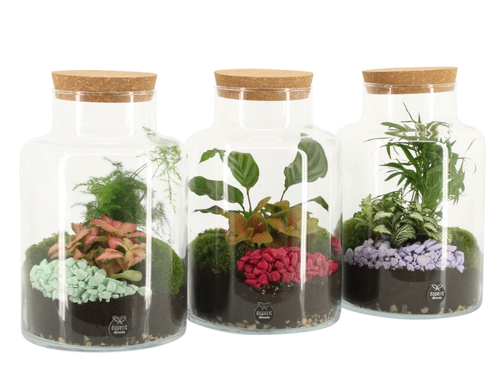 Arr.   Planten H%