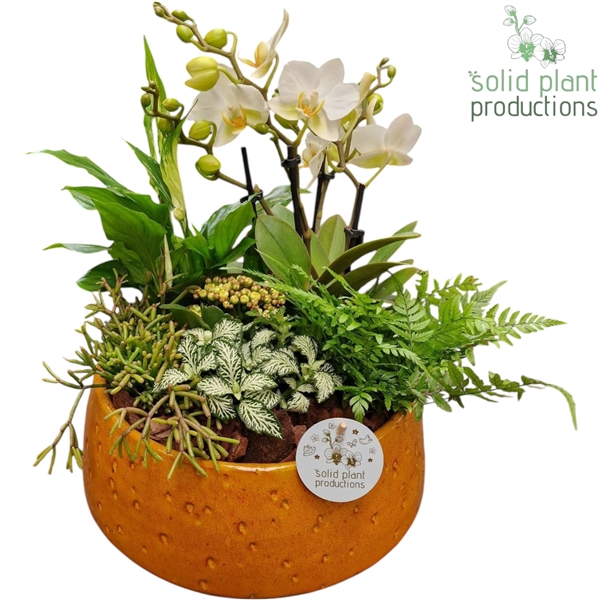 <h4>PH113 Sophia Yellow 9cm 2-3Tak</h4>