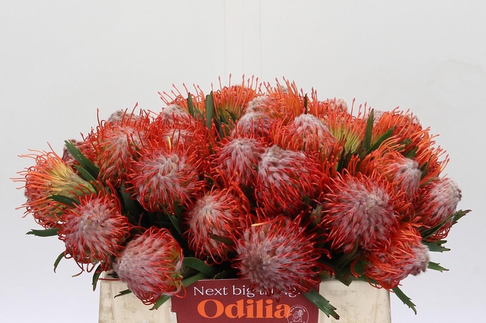 <h4>Nutans Tango</h4>