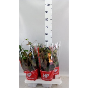 Aeschynanthus marmoratus