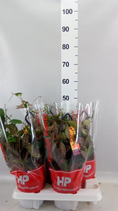 <h4>Aeschynanthus marmoratus</h4>