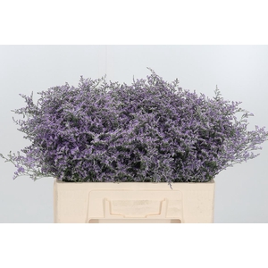 Lim Piuma Dark Blue