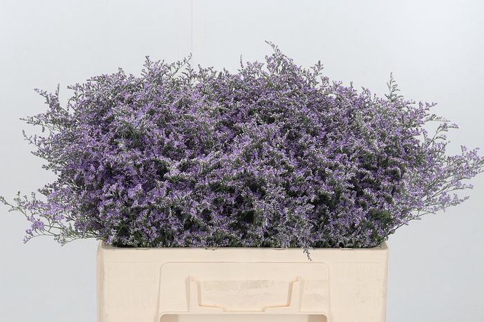 <h4>Lim Piuma Dark Blue</h4>