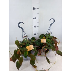 Philodendron   ...