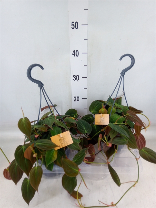 <h4>Philodendron   ...</h4>