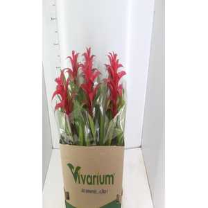 GUZMANIA VERMELHA P14