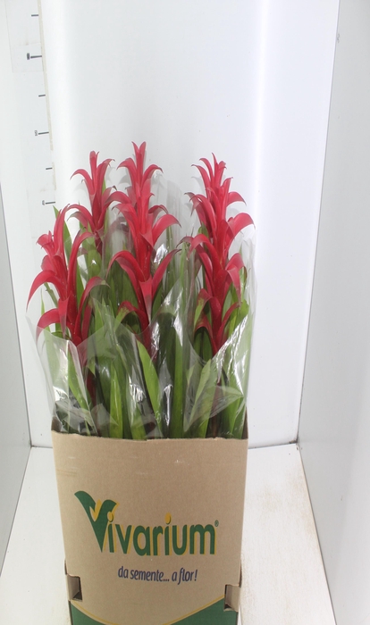 <h4>GUZMANIA VERMELHA P14</h4>