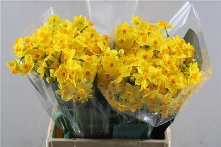 <h4>Narc Ta Soleil Dor</h4>