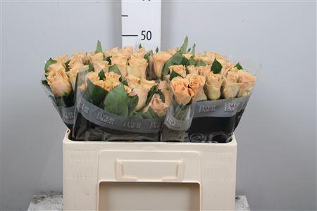 <h4>R Gr Salty Caramel!</h4>