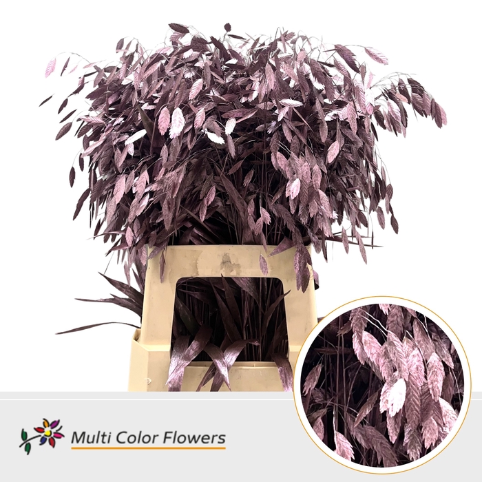 <h4>Chasmanthium Metallic Rose</h4>