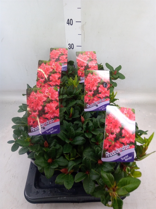 <h4>Rhododendron forr. 'Scarlet Wonder'</h4>