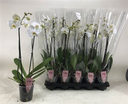 <h4>Phal Ov Wit 2 Branches 12+</h4>