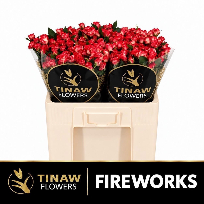 <h4>R TR FIREWORKS</h4>