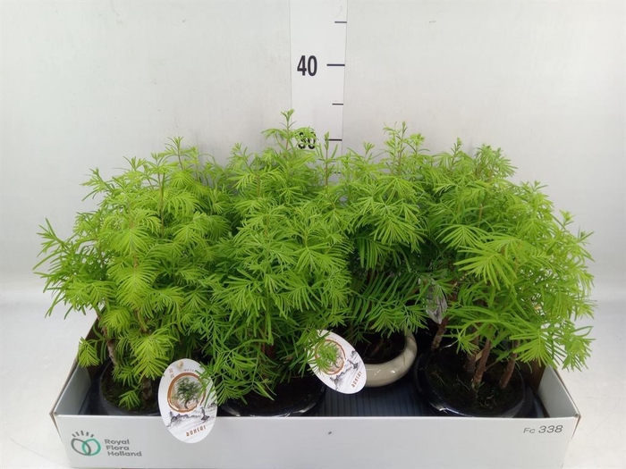 <h4>Bonsai   ...</h4>