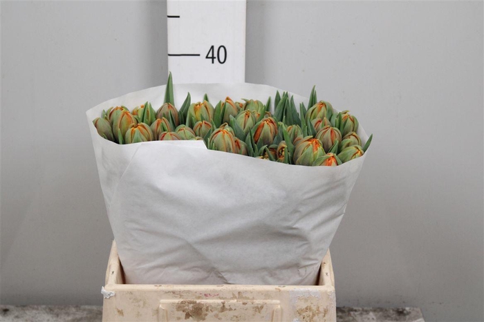 <h4>Tu Du Orange Princes</h4>