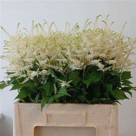 <h4>Astilbe Ja Washington</h4>