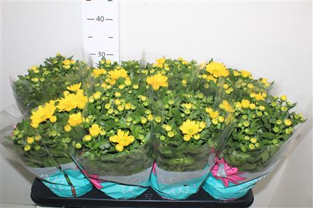 <h4>Chrys Breeze Yellow</h4>