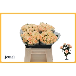 ROSA TR 'SANCERRE'