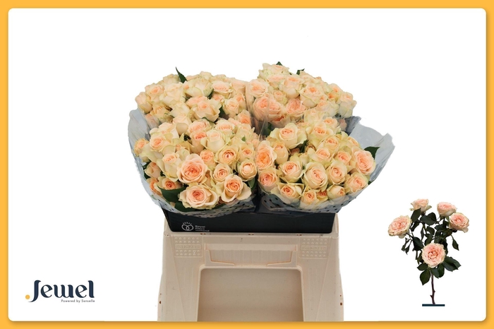 <h4>ROSA TR 'SANCERRE'</h4>